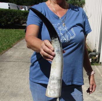 18 inch White Polished Cow/Cattle buffalo horn for $23