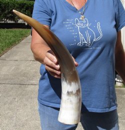 17 inch White Polished Cow/Cattle horn for $23