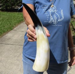 15 inch White Polished Cow/Cattle horn for $23