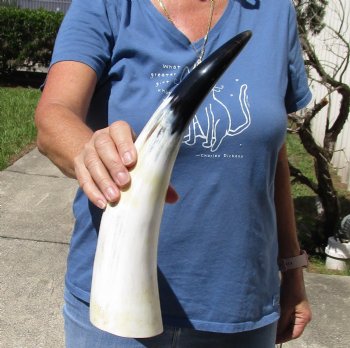 15 inch White Polished Cow/Cattle horn for $23
