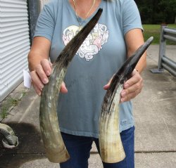 2 pc lot of Lightly Polished and Sanded Cattle/Cow horns 16 and 20 inches - $25