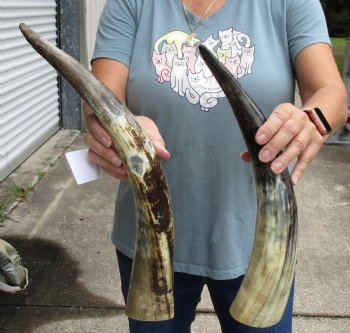 2 pc lot of Lightly Polished and Sanded Cattle/Cow horns 16 and 20 inches - $25