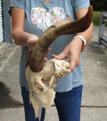 9" U.S. Domestic Goat Skull with 16" Horns - $145