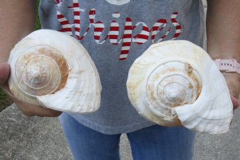 2 piece lot of Eastern Pacific Giant Conch shells for sale, 7-1/2 inch  - $33/lot