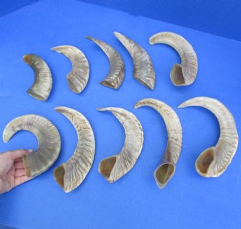 8" - 16" Polished Sheep Horns, 10pc lot - $65