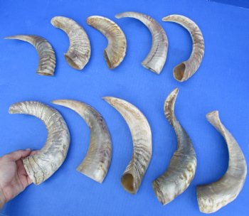 8" - 15" Polished Sheep Horns, 10pc lot - $65