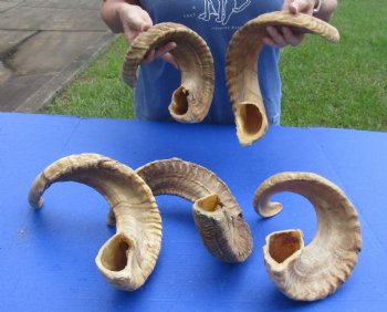 5 piece lot of Ram Horns, Sheep Horns 23 to 26 inches - $88/lot