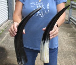 2 pc Polished 17 - 19 inch Cattle/Cow Horns for $28/lot