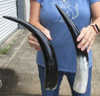 2 pc Polished 17 - 19 inch Cattle/Cow Horns for $28/lot