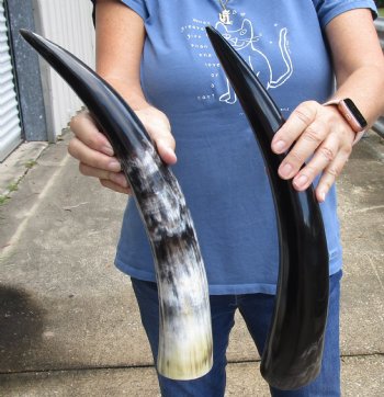 2 pc Polished 17 - 18 inch Cattle/Cow Horns for $28/lot