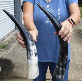 2 pc Polished 17 - 18 inch Cattle/Cow Horns for $28/lot