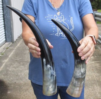 2 pc Polished 16 - 18 inch Cattle/Cow Horns for $28/lot