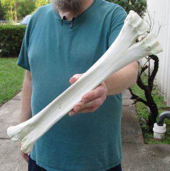 Camel leg bone for sale 16 inches - $22