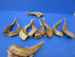 10 piece lot of Ram Horns, Sheep Horns 8 to 12 inches - $65/lot