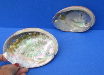 2 pc lot of Natural Red Abalone Shells for Shell decor 5 inches wide - $23/lot