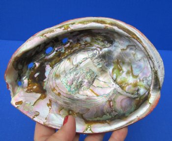 Natural Red Abalone Shell for Shell decor 7 inches wide - $20