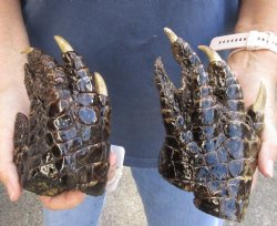 2 pc lot of Alligator Feet, Preserved with Formaldehyde 5-7/8 and 6 inches - $20/lot