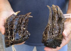 2 Alligator Feet, Preserved with Formaldehyde 4 and 5-1/2 inches - $20/lot