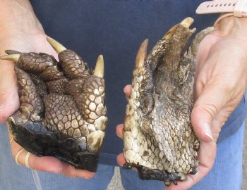 2 Alligator Feet, Preserved with Formaldehyde 4 and 5-1/2 inches - $20/lot