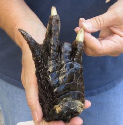 6-1/2" Alligator Foot, Preserved with Formaldehyde - $10