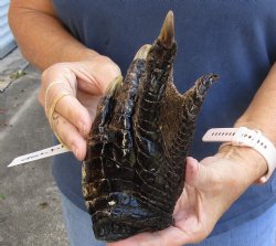 8" Alligator Foot, Preserved with Formaldehyde - $20