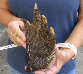 8" Alligator Foot, Preserved with Formaldehyde - $20