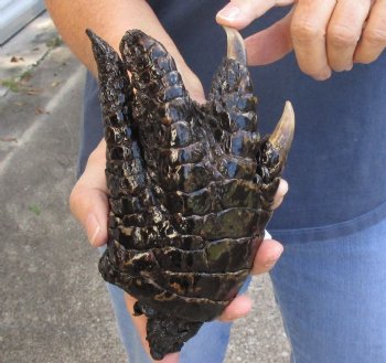 7" Alligator Foot, Preserved with Formaldehyde - $10