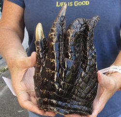8-7/8" Alligator Foot, Preserved with Formaldehyde - $15