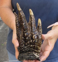 8-1/2" Alligator Foot, Preserved with Formaldehyde - $15