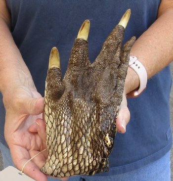 8-1/2" Alligator Foot, Preserved with Formaldehyde - $15