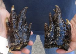 2 pc lot of Alligator Feet, Preserved with Formaldehyde 5-1/2 and 6 inches - $20/lot