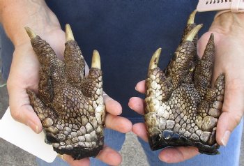 2 pc lot of Alligator Feet, Preserved with Formaldehyde 5-1/2 and 6 inches - $20/lot