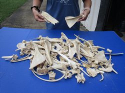8lbs of Assorted Gator and Wild Boar Bones - $40