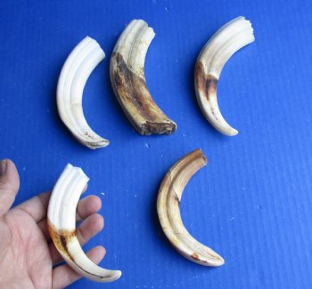 5 pc lot of 6 inch Warthog Tusks - $45/lot