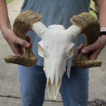 African Merino Ram/Sheep Skull with 22-23" Horns - $160