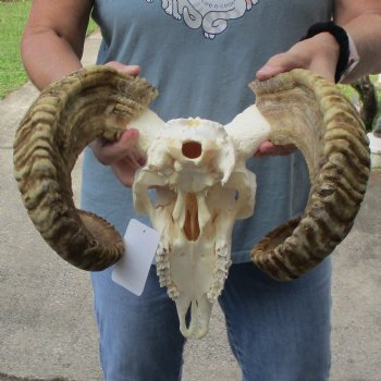 African Merino Ram/Sheep Skull with 22-23" Horns - $160