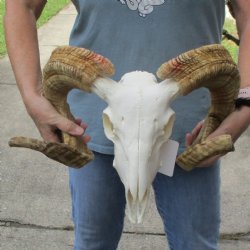 African Merino Ram/Sheep Skull with 27-28" Horns - $160