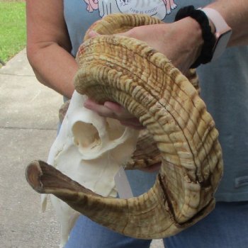 African Merino Ram/Sheep Skull with 27-28" Horns - $160
