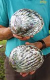 Two 6 inch Polished pink abalone shells (You are buying the two shells shown) for $12.50 each.