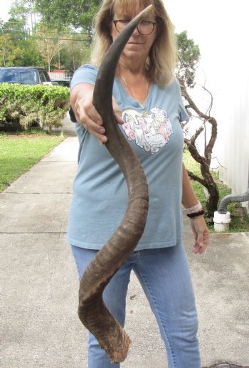 African Kudu horn for sale measuring 42 inch - $115