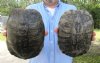 2 piece lot of 8 inch Red Eared Slider Turtle Shells - You are buying the two turtle shells shown for $11.00 each