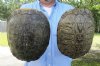 2 piece lot of 8-1/2 inch Red Eared Slider Turtle Shells - You are buying the two turtle shells shown for $11.00 each