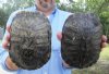 2 piece lot of 8 inch Red Eared Slider Turtle Shells - You are buying the two turtle shells shown for $11.00 each