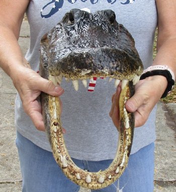 16 inch long Real Alligator Head available to buy for $95