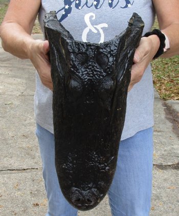 16 inch long Real Alligator Head available to buy for $95