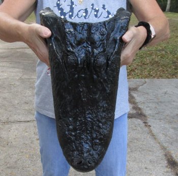 Genuine Alligator Head for sale 17 inches - $120