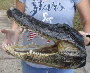 Genuine Alligator Head for sale 17 inches - $120