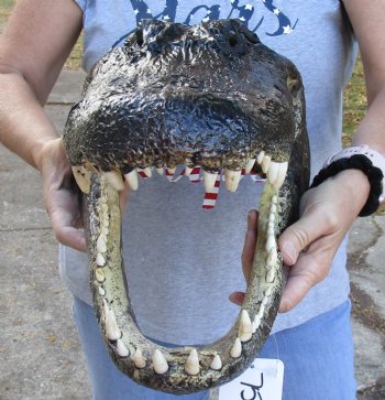 Louisiana Alligator Head for sale 17 inches - $120