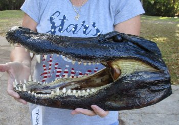 Louisiana Alligator Head for sale 17 inches - $120