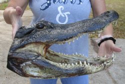 17 inch long Real Alligator Head available to buy for $120